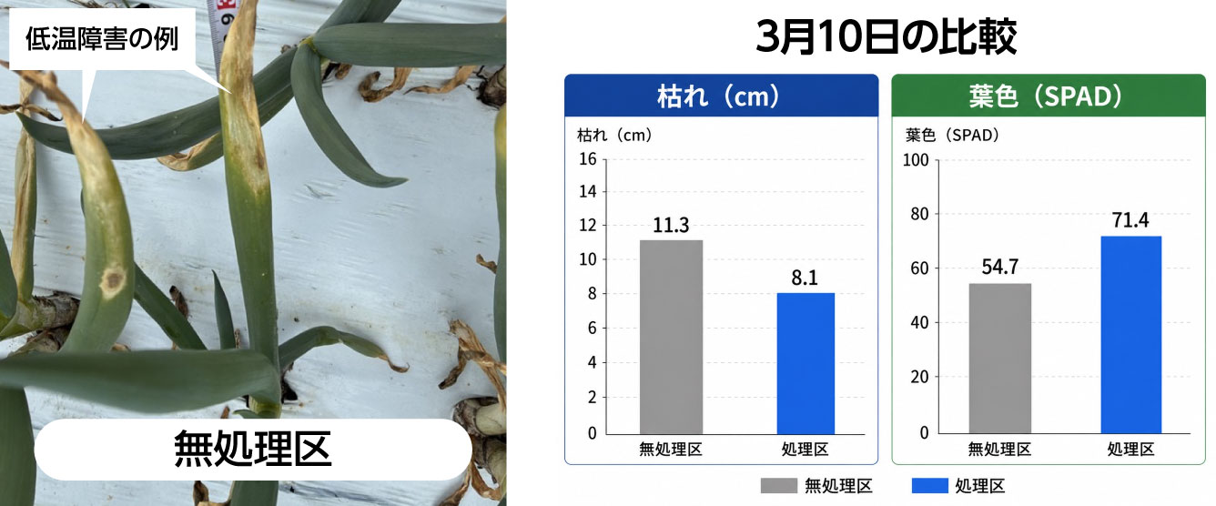 無処理区