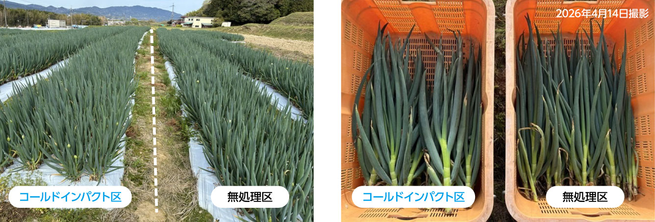 無処理区