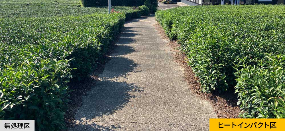無処理区とヒートインパクト区