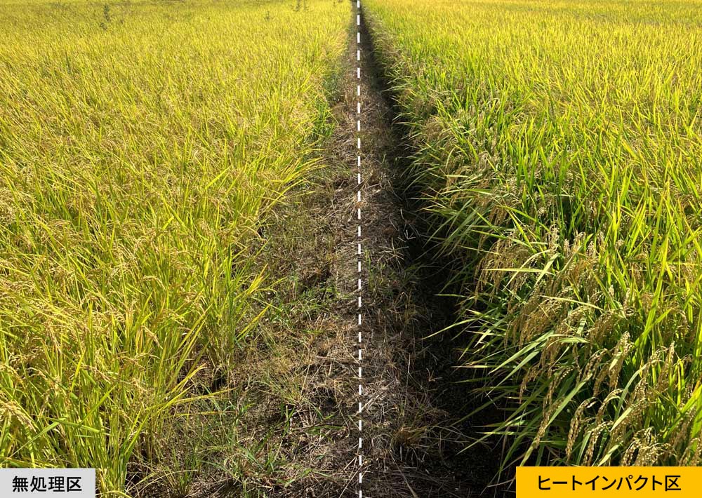 無処理区とヒートインパクト区