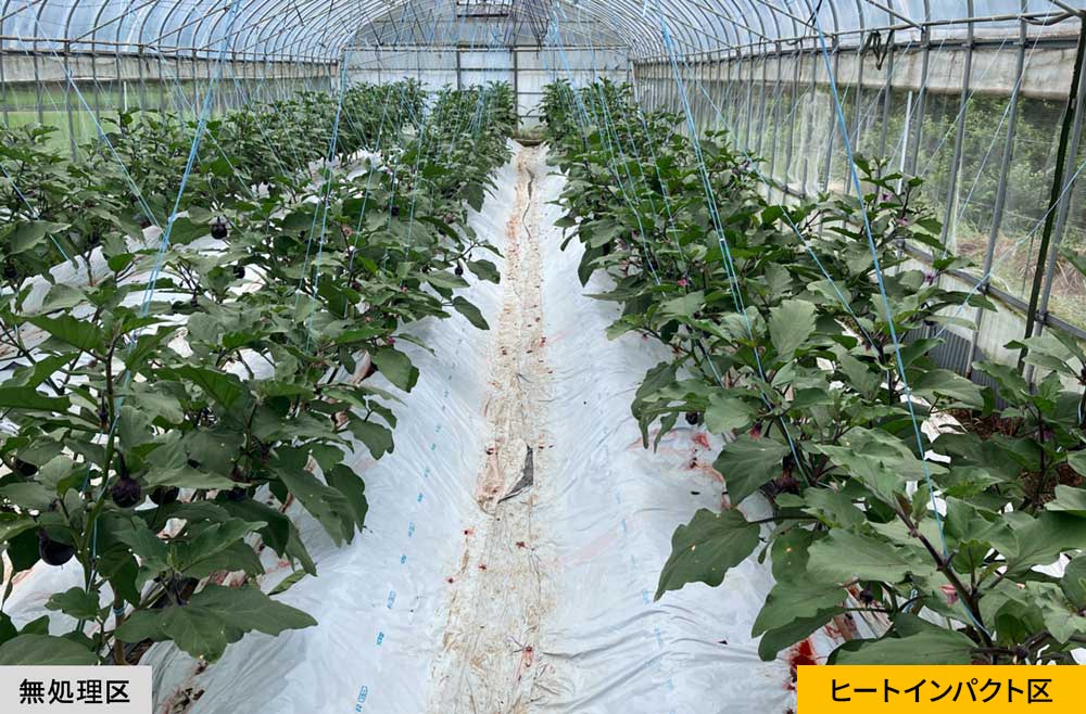 無処理区とヒートインパクト区