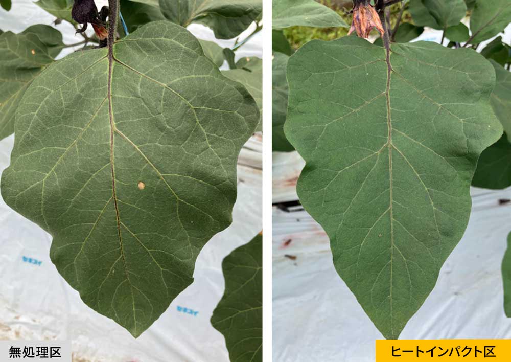 無処理区とヒートインパクト区