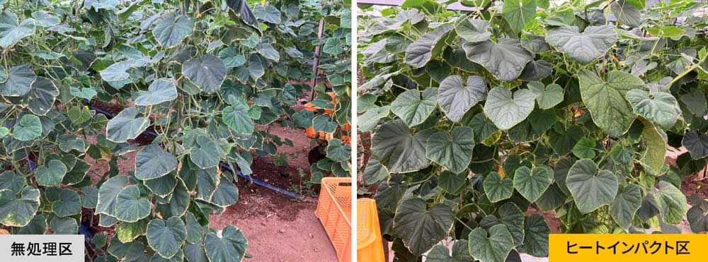 無処理区とヒートインパクト区