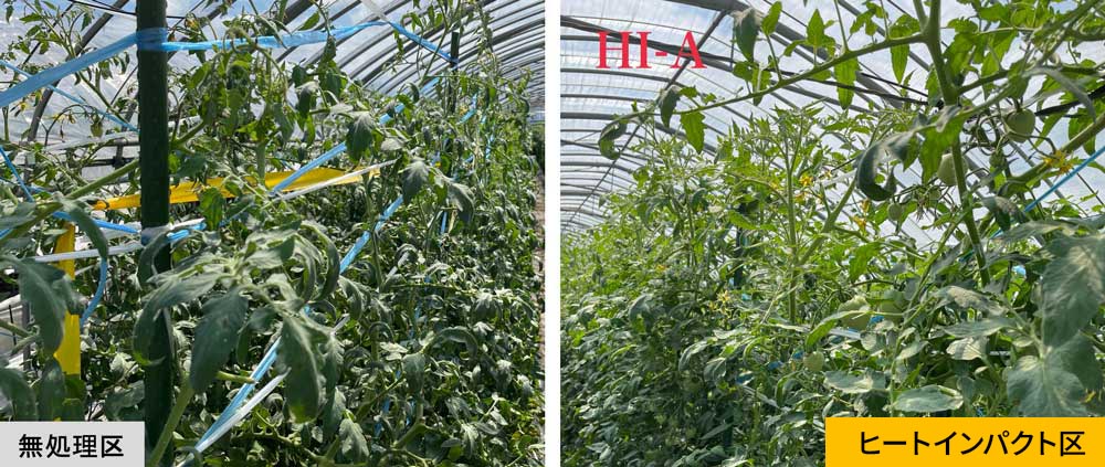 無処理区とヒートインパクト区