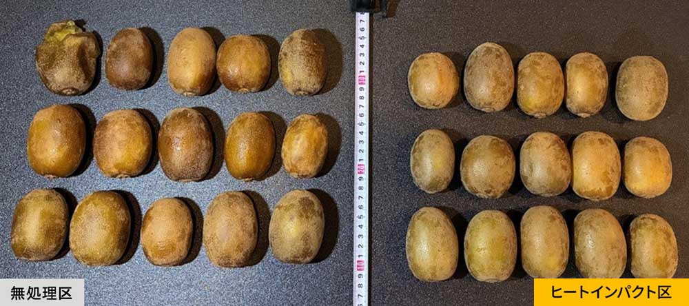 無処理区とヒートインパクト区