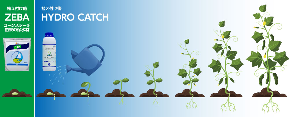 ハイドロキャッチとZEBAを組み合わせてきゅうりに使用する例