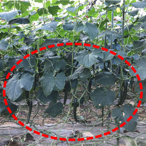 マリンインパクト区