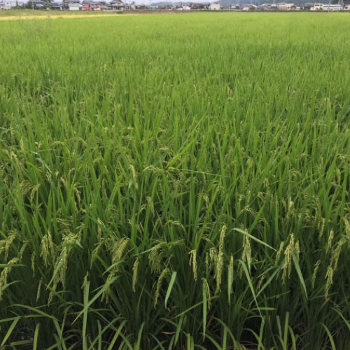 マリンインパクト区