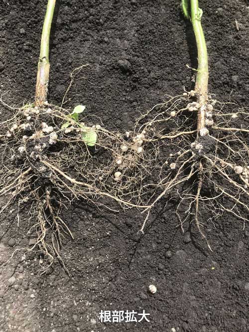 大豆の根（拡大）