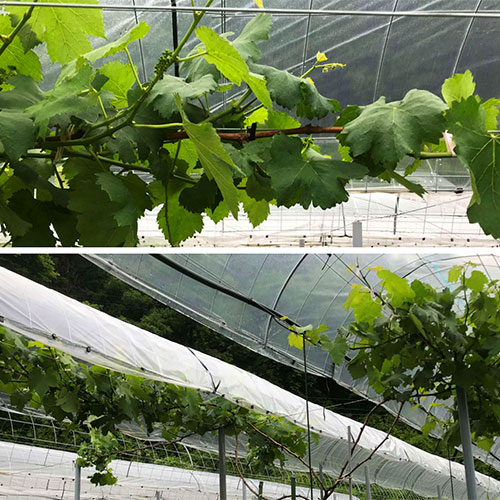 マリンインパクト区