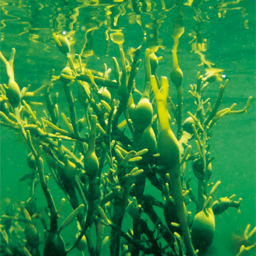 海藻アスコフィラム・ノドサム