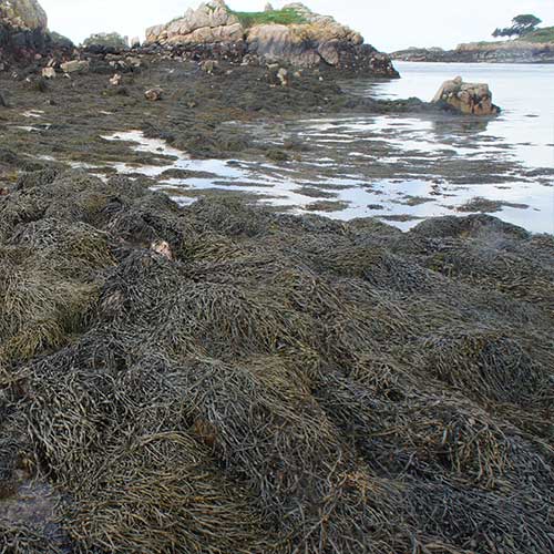 昼間、海上に打ち上げられているアスコフィラム・ノドサム