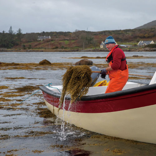カナダ沖で手作業で収穫された海藻アスコフィラム