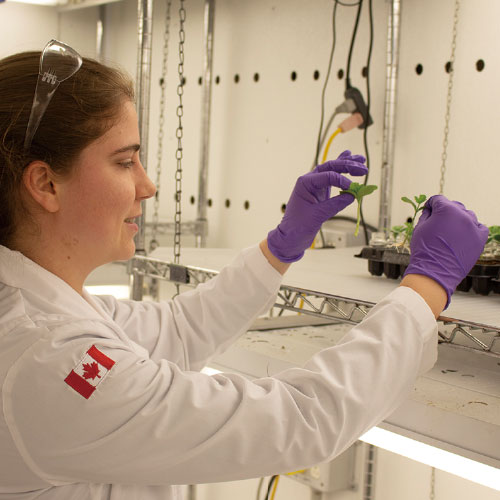 カナダ沖で手作業で収穫された海藻アスコフィラム