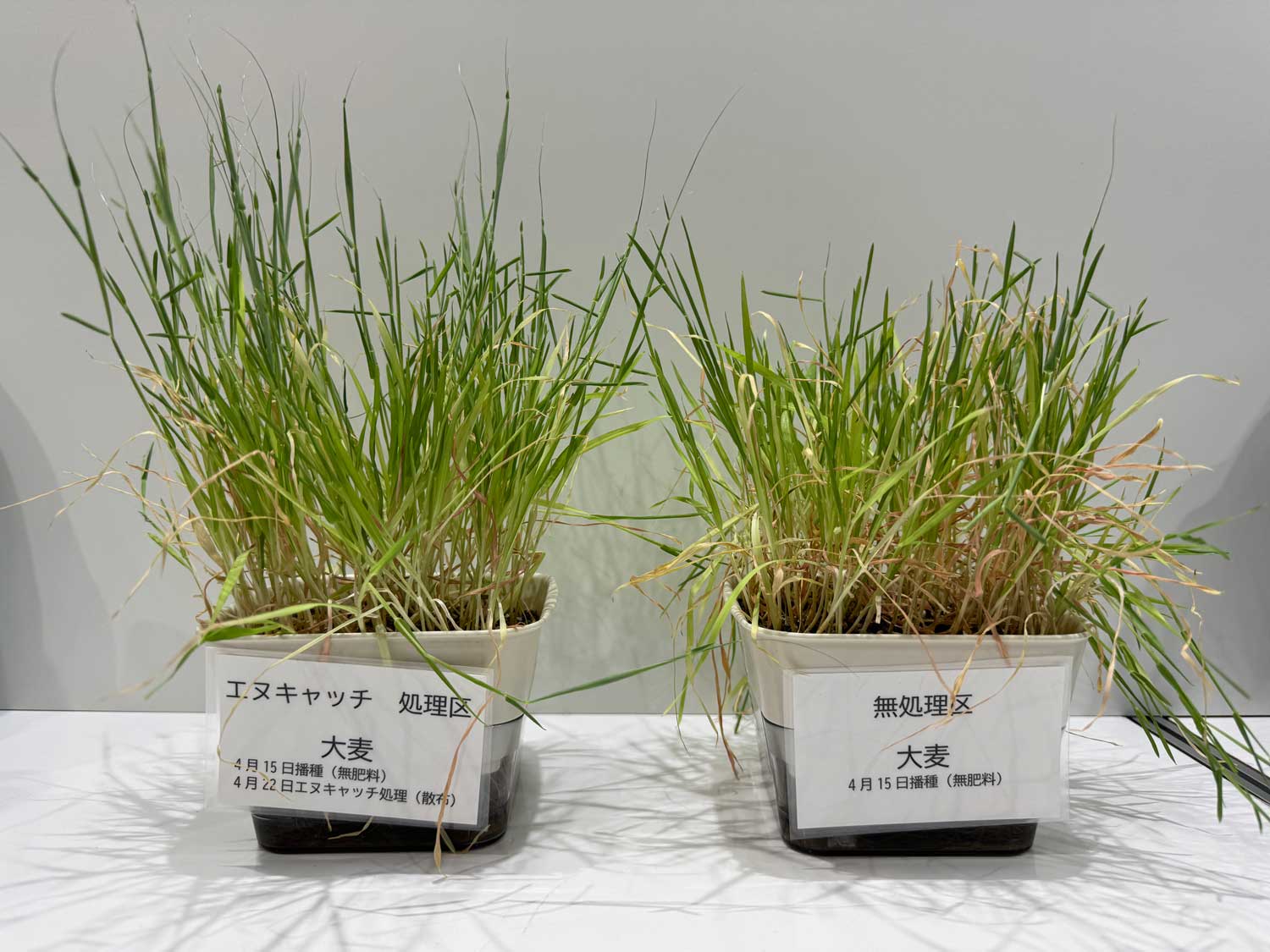 オオムギ（実施場所：日本 ファイトクローム本社）