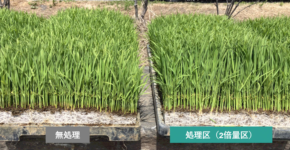 水稲（実施場所：日本 宮城県）