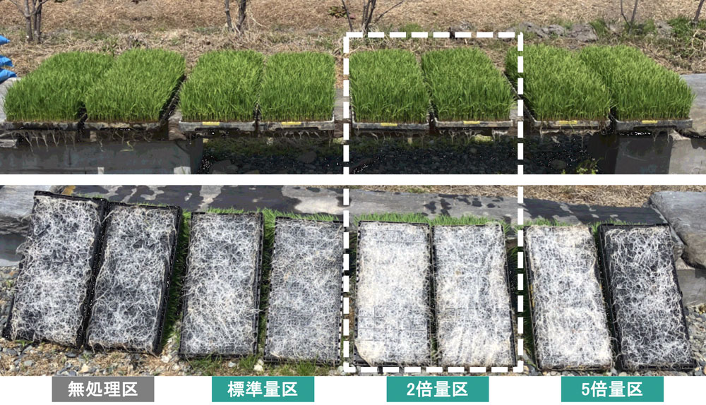 水稲（実施場所：日本 宮城県）
