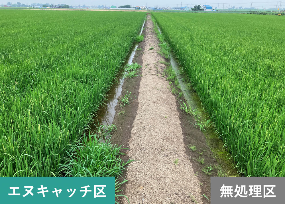 直播水稲（実施場所：北海道）