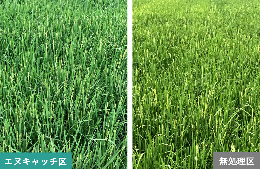 直播水稲（実施場所：北海道）