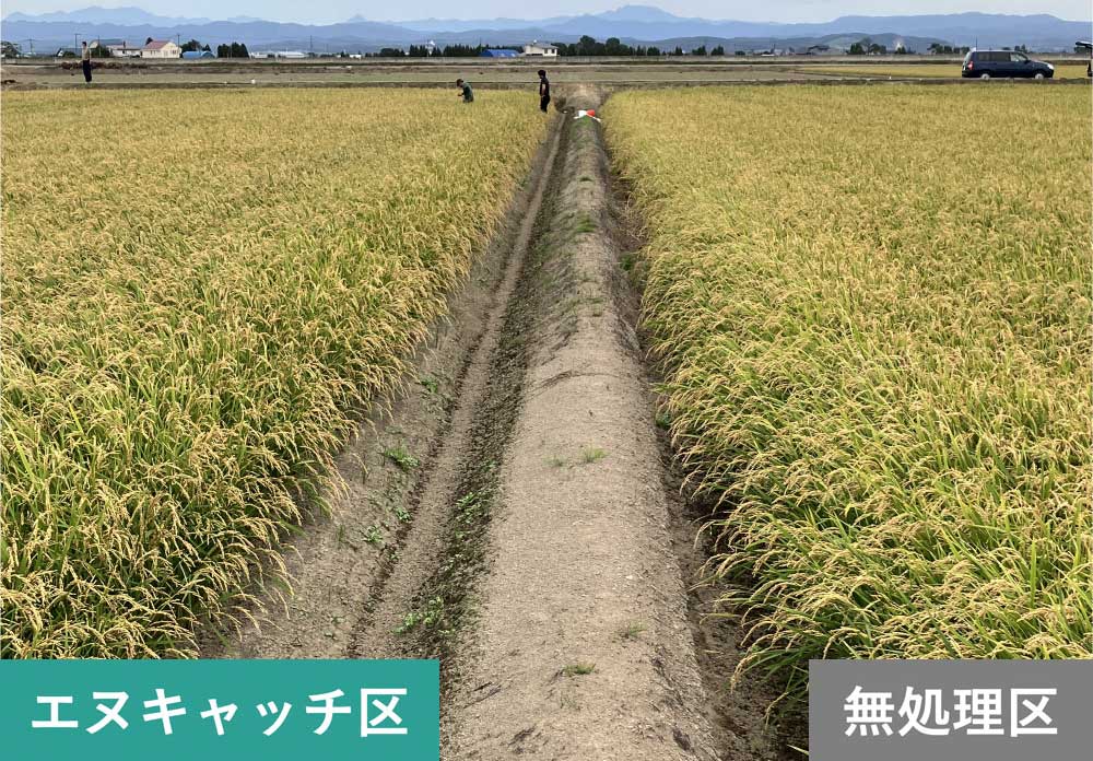 直播水稲（実施場所：北海道）