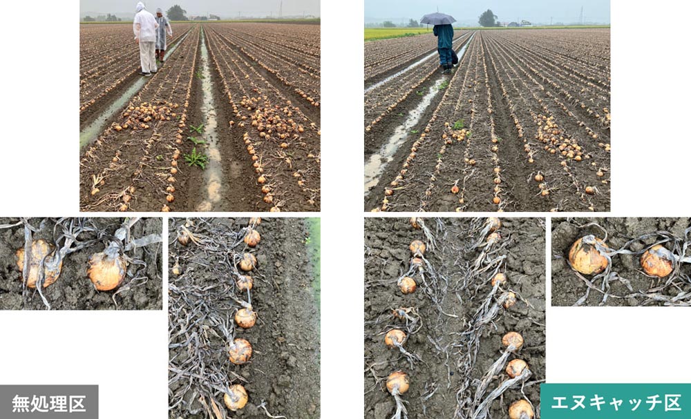 タマネギ（実施場所：北海道）