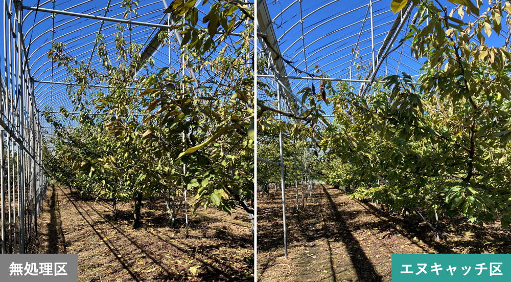 サクランボ（実施場所：山形県）