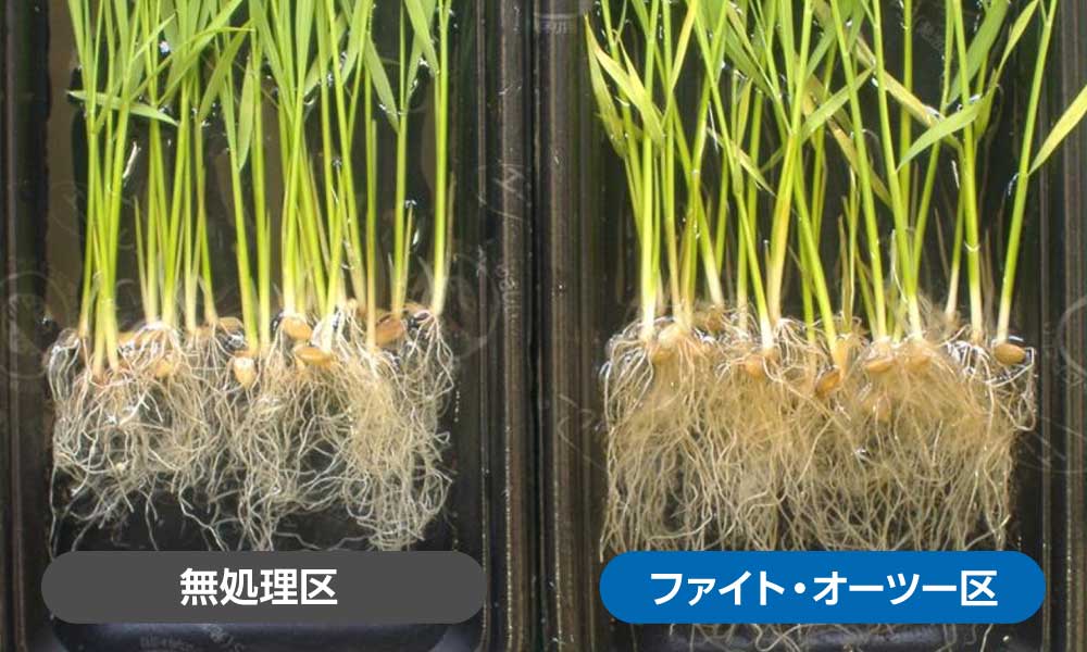 水稲