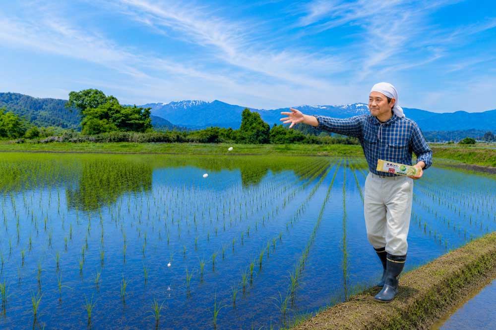 田植え後の生育不良のイメージ