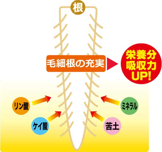 根（毛細根）が充実すると栄養分吸収力UP