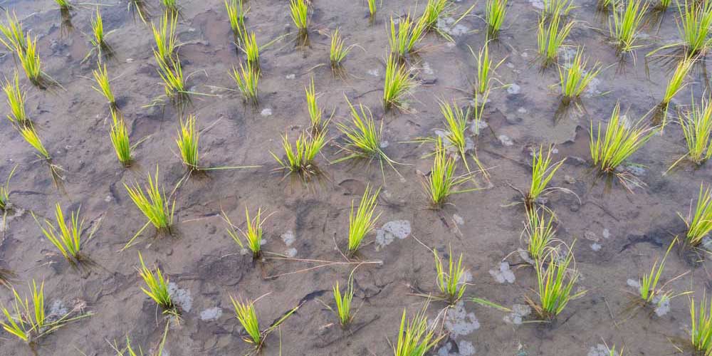 田植え後の生育不良のイメージ